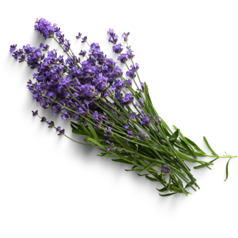 Lavendel