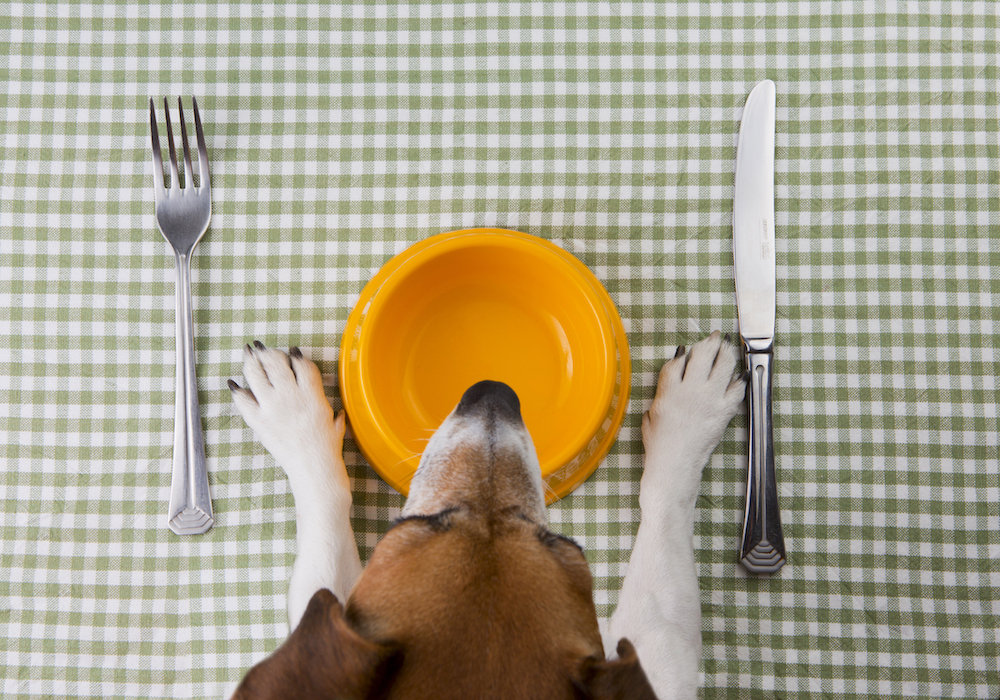 Hunde Ernährungsberatung