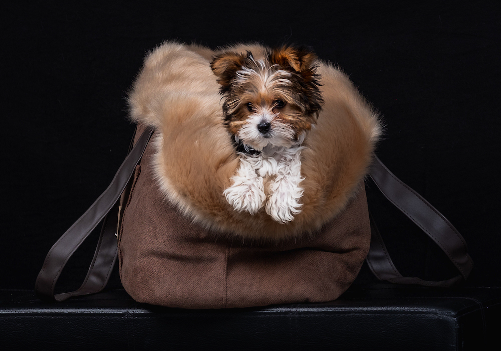 Hundetaschen Transportboxen