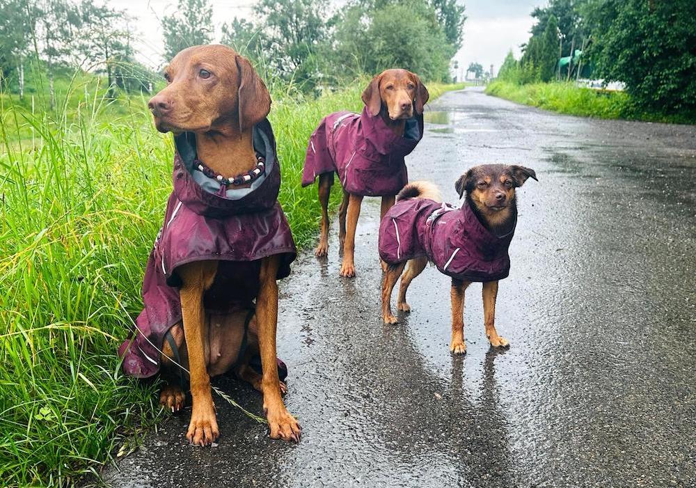 Wintermantel Regenmantel Hund