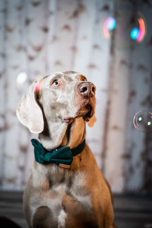 Leo Weimaraner