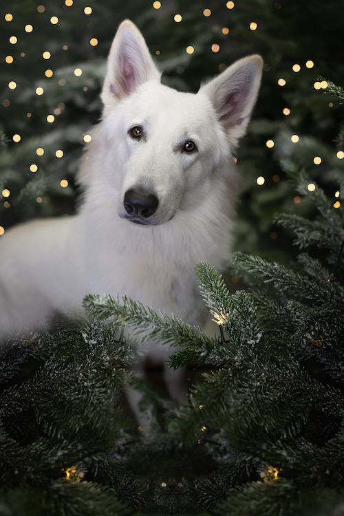 Snow Weisser Schäferhund