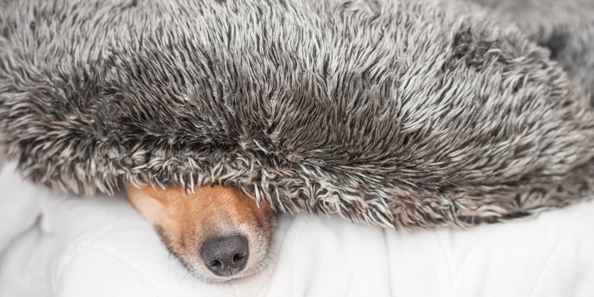 Hundezubehör