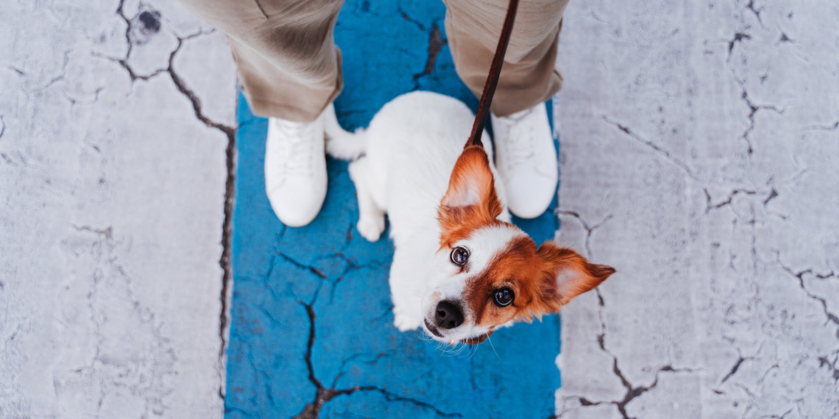 Für Hundefreunde