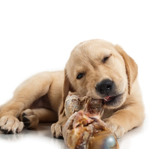 Barf Plan Hund Welpe/Junghund